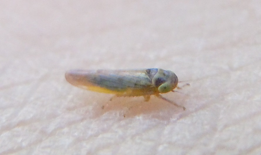 Cicadella spagnola